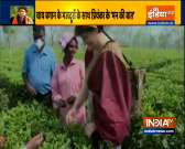 Video: Priyanka Gandhi plucks tea leaves with other cong workers at Sadhuru tea garden, Biswanath
