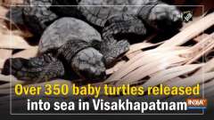 Over 350 baby turtles released into sea in Visakhapatnam
