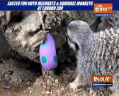 'Pawri Ho Rahi Hai': Meerkats, Squirrel Monkeys have Easter fun at London Zoo