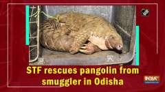 	STF rescues pangolin from smuggler in Odisha