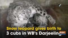 	Snow leopard gives birth to 3 cubs in WB's Darjeeling