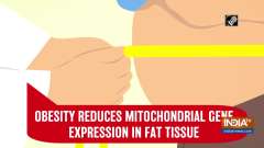 Obesity reduces mitochondrial gene expression in fat tissue