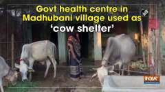 Govt health centre in Madhubani village used as 'cow shelter'