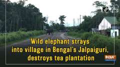 Wild elephant strays into village in Bengal's Jalpaiguri, destroys tea plantation