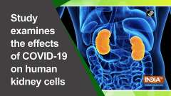 Study examines the effects of COVID-19 on human kidney cells 
