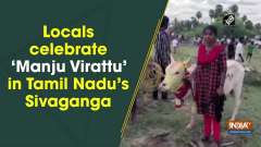 Locals celebrate 'Manju Virattu' in Tamil Nadu's Sivaganga