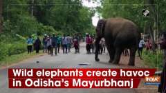 Wild elephants create havoc in Odisha's Mayurbhanj