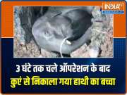 WATCH | Baby elephant's dramatic rescue from well after 3-hr-long operation