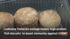 Ludhiana Fisheries College makes high protein 'fish biscuits' to boost immunity against COVID