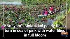 Kottayam's Malarikkal paddy fields turn in sea of pink with water lilies in full bloom	