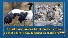 Ladakh announces black-necked crane as state bird, snow leopard as state animal
