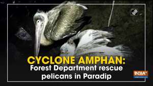 Cyclone Amphan: Forest Department rescue pelicans in Paradip