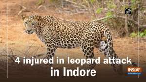 4 injured in leopard attack in Indore