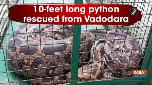 10-feet long python rescued from Vadodara
